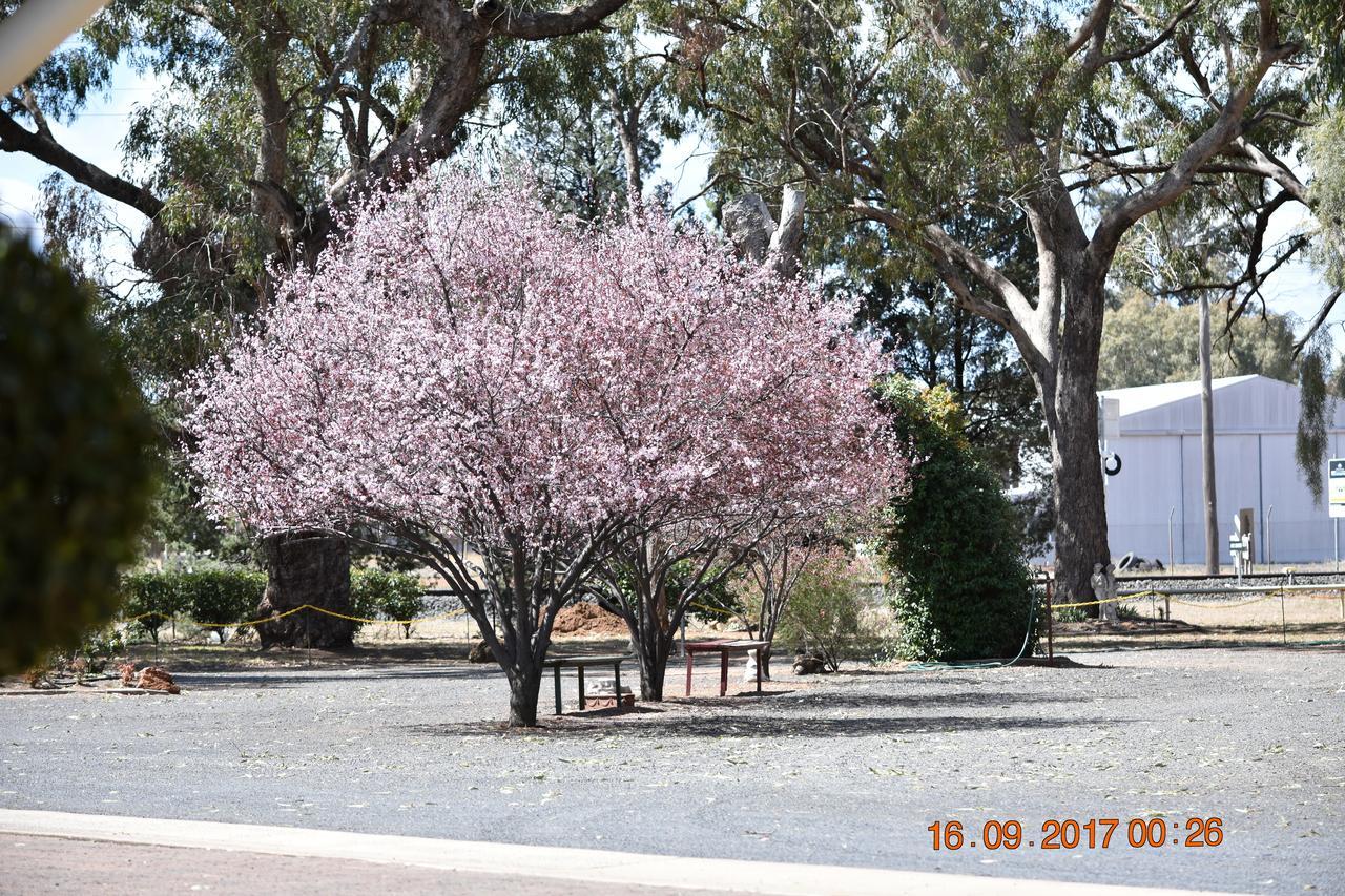 Cooee Motel Gilgandra Exterior photo